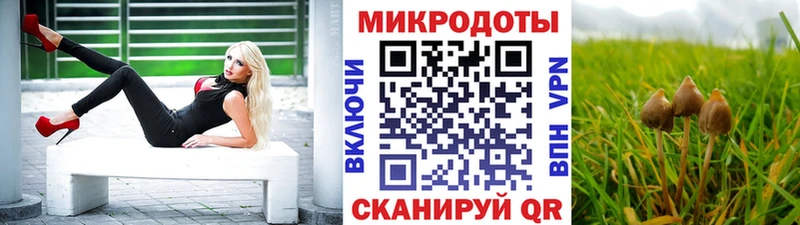 Галлюциногенные грибы Psilocybe  Новопавловск 